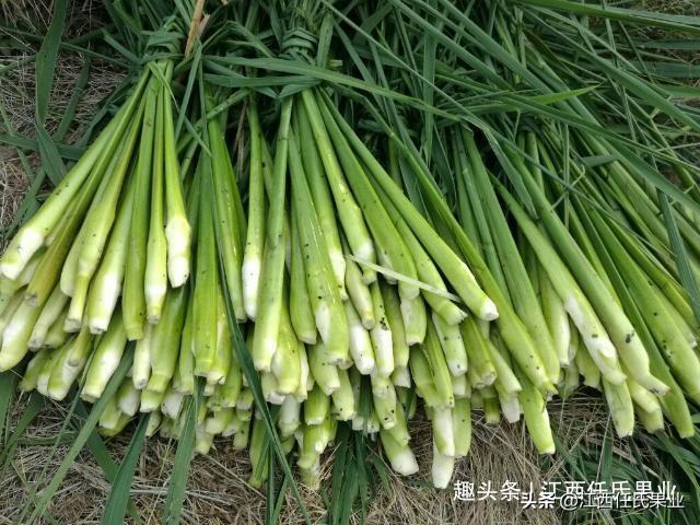 亚洲果业盘中异动，股价急涨背后的逻辑与冷思考