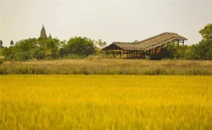 野村，一粒稻谷里的文明倒影