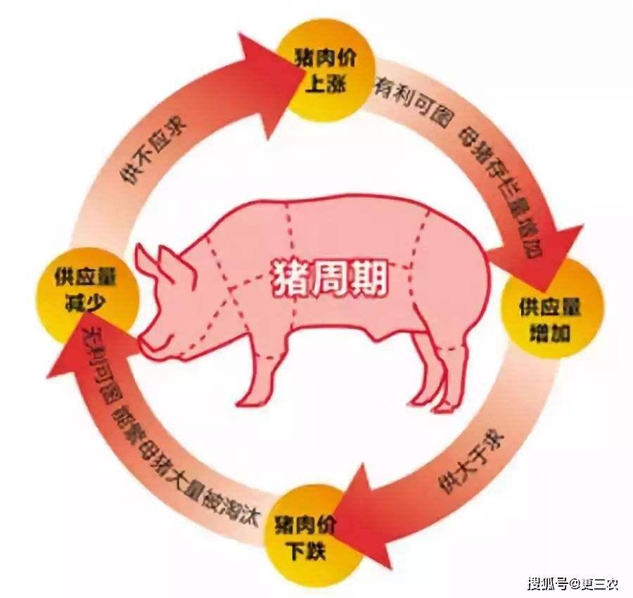 猪价站上20元/公斤关口，周期轮转下的冷思考与持久战