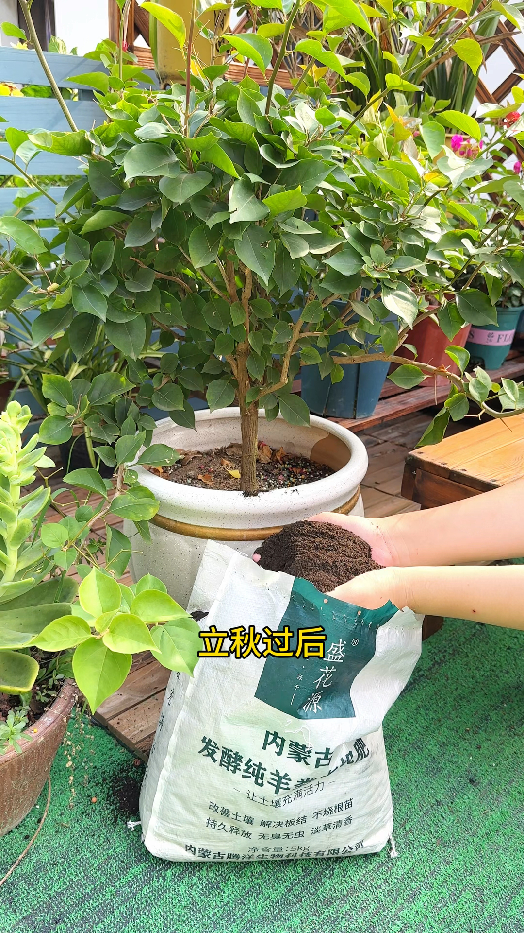 秋肥塌