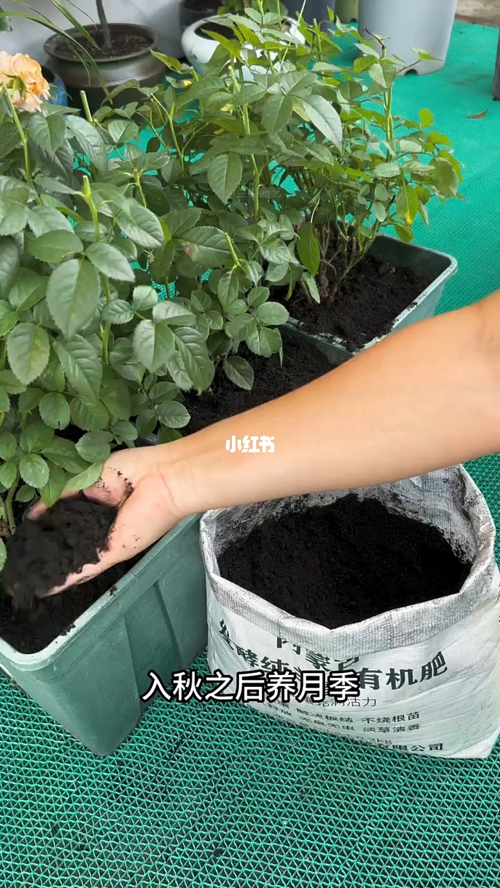 秋肥塌