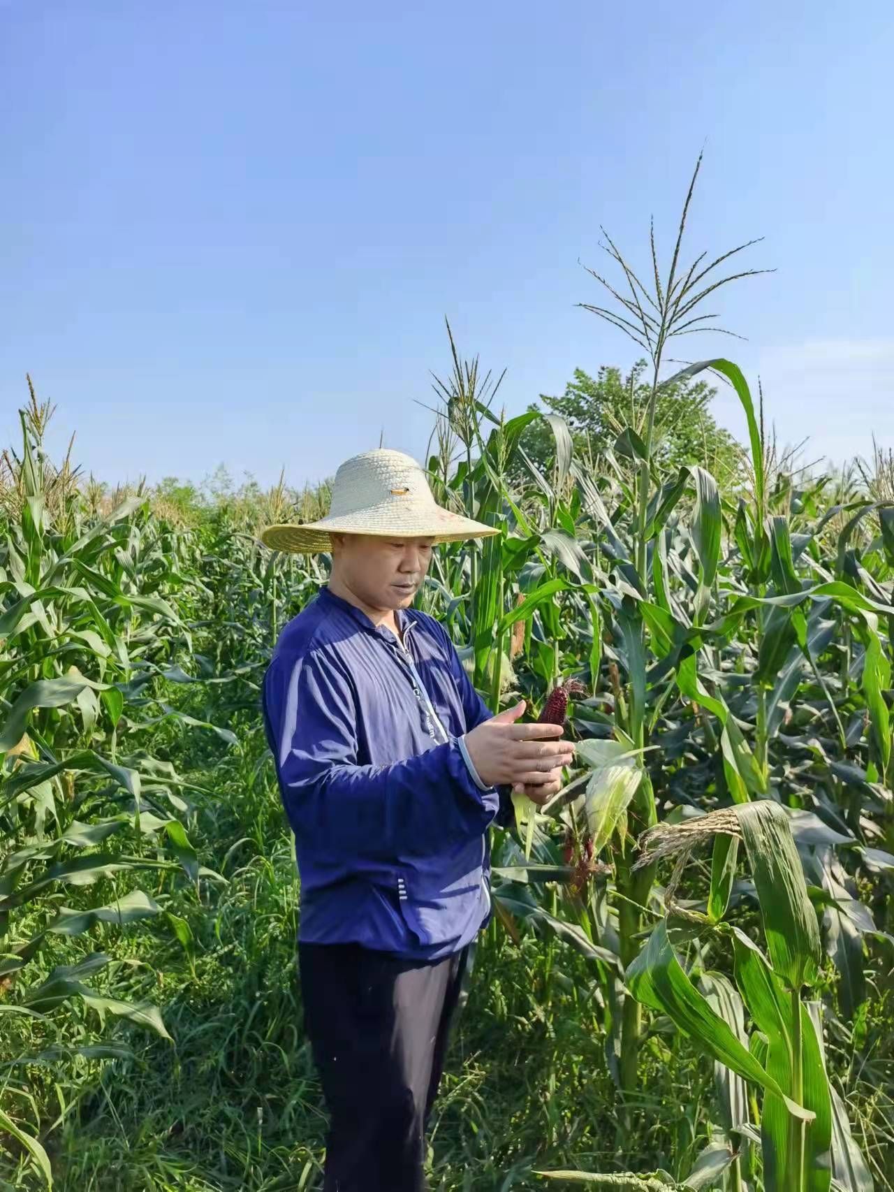 玉米百家谈，方寸田地里的时代回响