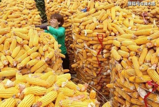 玉米猛烈涨价，真没机会了吗？