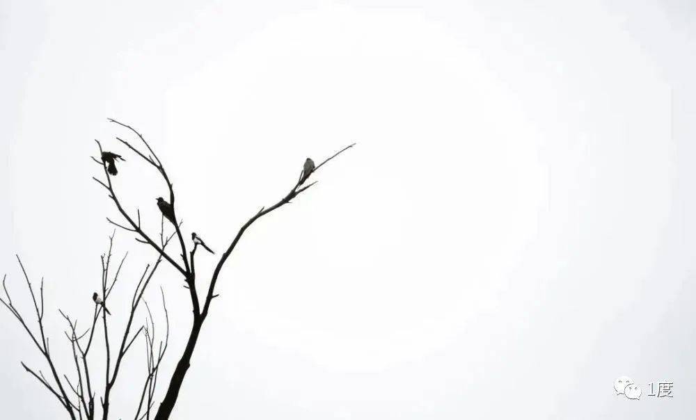 那10%的留白，是人生最昂贵的奢侈品
