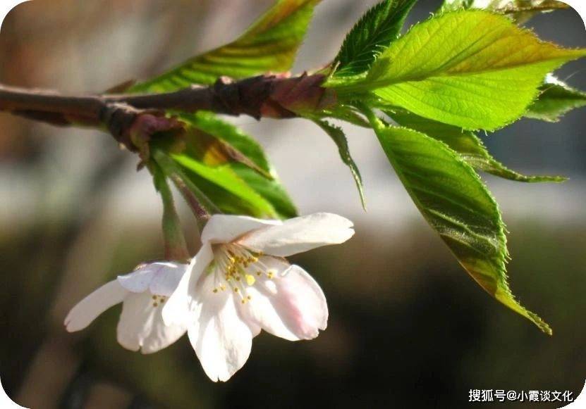 2月24日，在时间的褶皱里，寻找春天的第三个刻度