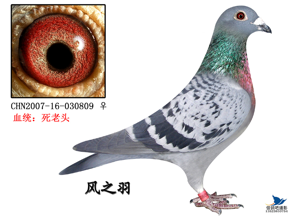 古尔斯比的鸽声与芝加哥的风，一场关于耐心与数据的货币政策叙事