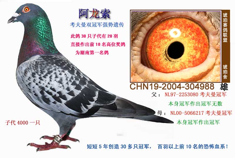 古尔斯比的鸽声与芝加哥的风，一场关于耐心与数据的货币政策叙事