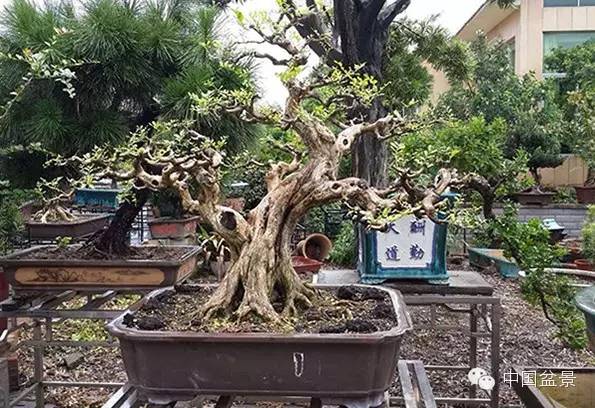 江苏银行，一场从盆景到风景的马拉松